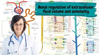 Renal regulation of extracellular fluid volume and osmolality [upl. by Assira]