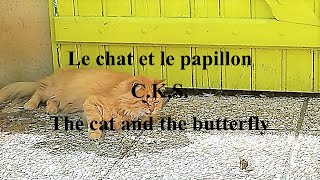 🐱🦋 Le chat et le papillon  The cat and the butterfly  CKS 🐈 [upl. by Inva]