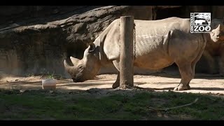 Rhinos at the Cincinnati Zoo Participate in Personality Test [upl. by Beberg850]