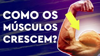 Como os Músculos Crescem [upl. by Beichner]