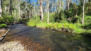 High Country Creek Sessions Part 1 Catch and Cook [upl. by Arua]