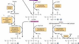 Biosynthesis of Phosphatidylcholine Lecithin  Phospholipid Biosynthesis  Acylglycerol metabolism [upl. by Zahara]