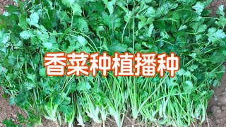 香菜（芫荽）种植播种种子加工方法 [upl. by Dever]