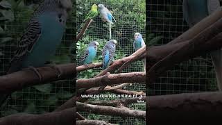 Parkieten geluiden – Parakeet sounds – Lovebird sounds – Budgie sounds Budgerigar sounds [upl. by Clava577]