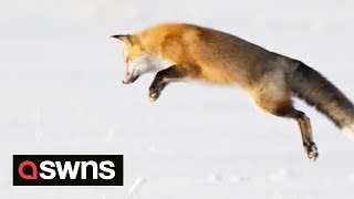 Young fox dives headfirst into snow to hunt field mice buried deep beneath  SWNS [upl. by Ayrad251]