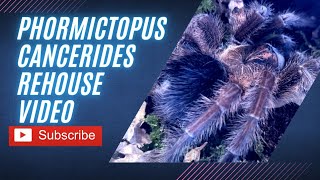 phormictopus cancerides Hispaniolan giant tarantula rehouse video [upl. by Peck]