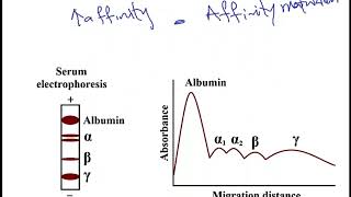 USMLE ACE Video 43 Immunoglobulin Structure [upl. by Nayrbo]