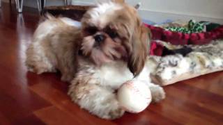 Oliver the Singing Shih Tzu [upl. by Millburn319]