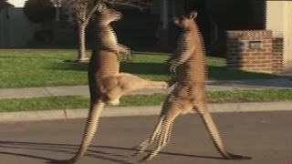 Kangaroos take their fight to the street [upl. by Ynohtnaluap460]