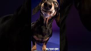 WeINeR dOG WeiNEr DoOg HoW Did U GEt sO LoNG😭😭 funny shorts [upl. by Saxena948]