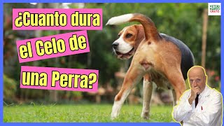 💝 ¿CUANTO DURA EL CELO DE UNA PERRA 💝 [upl. by Rus]