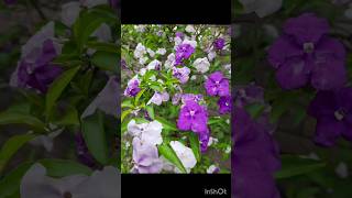 Brunfelsia paucifloraYesterday todaytomorrow plantThree colours in three daysshortvideo [upl. by Ahseki]