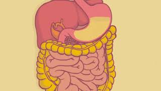 RUIDOS INTESTINALES 4E [upl. by Berte]