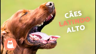 Cachorros LATINDO ALTO 🐶🔊 Veja como seu CÃO REAGE [upl. by Gasperoni724]