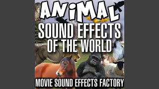 Rooster Sound Effects [upl. by Haim]