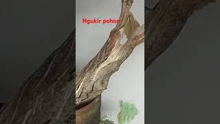 Rehabilitasi bahan bonsai [upl. by Solracesoj]