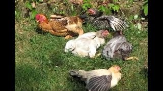 Hühner beim Sonnenbaden 2017 Binzen Germany [upl. by Redmer]