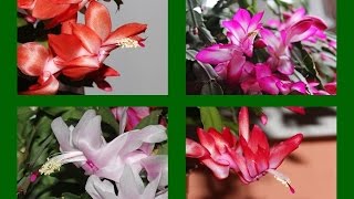 Weihnachtskaktus Schlumbergera verschiedene Farben [upl. by Oruhtra]