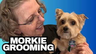 Grooming This Sweet Dog  Morkie  Tulip [upl. by Beth]