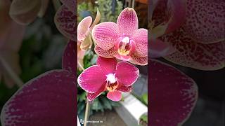 orchid flowers garden plants gardening shorts reels video [upl. by Ojytteb]