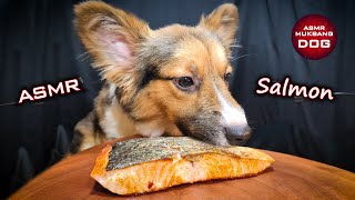 ASMR Mukbang Corgi Dog Eating Salmon 🍣 [upl. by Rexer]