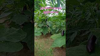 Plant eggs has many fruitsដើមត្រប់មានផ្លែច្រើន [upl. by Nelehyram]