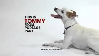 Tommys WCIU Us Dog Commercial [upl. by Lednew741]