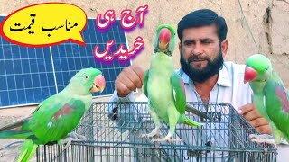 Parrots Sell Price In Pakistan  Talking Parrot Price [upl. by Chip837]