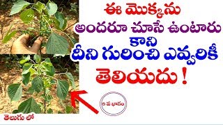 Acalypha indica  Indian Nettle  Kupintaku  Harithamanjari uses in telugu  Telugu World Visite [upl. by Kikelia]