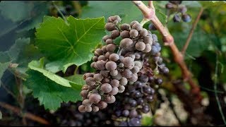 Identifier et traiter les maladies les ravageurs ou les carences de vigne [upl. by Rambert]