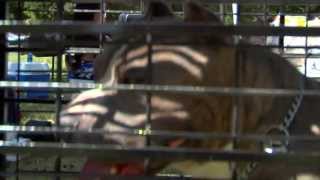 AMERICAN BULLY KENNEL  GORILLA KENNELS [upl. by Hnacogn]