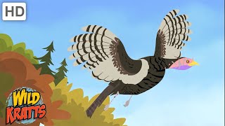 Wild Kratts  Can Turkeys Fly 🦃 Happy Thanksgiving [upl. by Llewen]