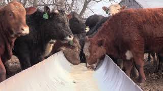 Integrity Farms stocker cattle program [upl. by Loyce]