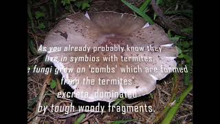 Termitomyces Termite fungus and why people usually fail when keeping macrotermitinae [upl. by Ellasal]