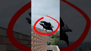 WHY DO CROW S GET BITTEN BY ANTS facts amazingislamichistory history crows birds jewishhistory [upl. by Stormie]