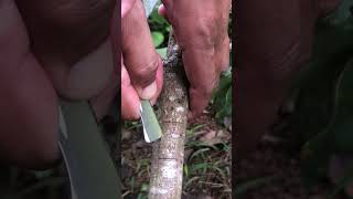 Rambutan Tree Grafting EO039 graftingtechniques graft gardeningideas [upl. by Stanislaus332]