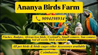 ananya birds farm [upl. by Adnamar153]