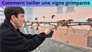 Comment tailler une vigne grimpante [upl. by Aidyl]