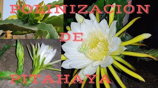 Cómo realizar la polinizacion de PITAHAYA 🤔 POLINIZACION CRUSADA 💚Que hacer si no tengo polen 😱 [upl. by Llamaj]