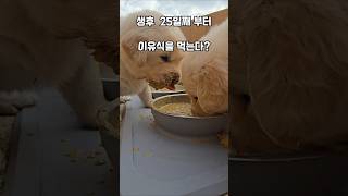 생후 20일 부터도 이유식 가능할지도 남해 리트리버 강아지 몽실이 cute puppy 먹방 반려견 babydog [upl. by Alesiram45]