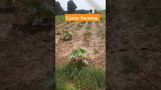 Castor Farming farmingandigrowit [upl. by Jollanta666]