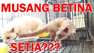 Musang Betina MONOGAMI⁉️ [upl. by Enairda542]