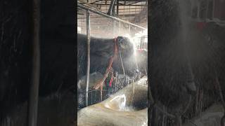 Exclusive Black Buffalo Bull is Taking Showered 2024  Biggest Buffalo in Bangladesh 2024 [upl. by Elocal]