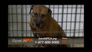 The aspca commercial part1 [upl. by Stanley]