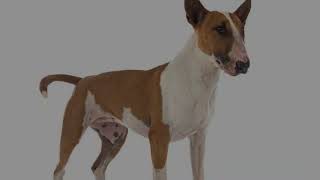 The Basenji dog is known as the barkless dog [upl. by Sedicla]