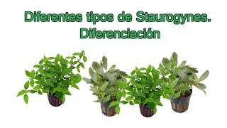 Staurogynes sp Aprende a diferenciarlas Repens bihar porto velho [upl. by Vitia]