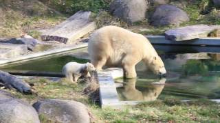 Premier bain de lourson Nanuq [upl. by Notsua]