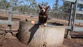 A day in the life of the Australian Working Kelpie [upl. by Mik]