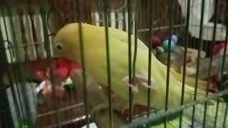 Yellow Lovebird Chilling In Cage birds [upl. by Ahsiugal]