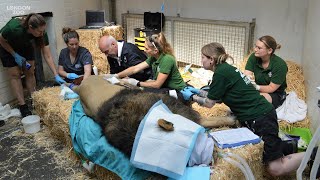 Endangered Asiatic lion Bhanu gets his ears cleaned at London Zoo [upl. by Camden]